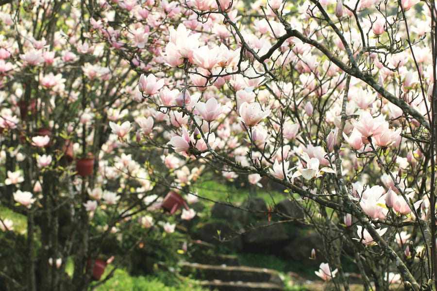 Magnolia and Stairs